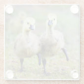 最も可愛い赤ん坊の動物 |カナダのガチョウ ガラスコースター (裏面)
