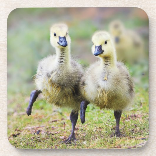 最も可愛い赤ん坊の動物 |カナダのガチョウ コースター (正面)