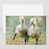最も可愛い赤ん坊の動物 |カナダのガチョウ サンキューカード (正面/裏面)