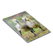 最も可愛い赤ん坊の動物 |カナダのガチョウ ノートブック (右側)