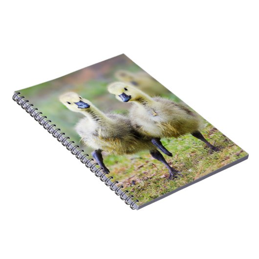 最も可愛い赤ん坊の動物 |カナダのガチョウ ノートブック (右側)