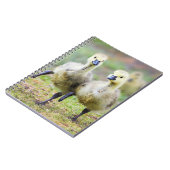 最も可愛い赤ん坊の動物 |カナダのガチョウ ノートブック (左側)