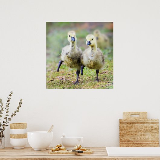 最も可愛い赤ん坊の動物 |カナダのガチョウ ポスター (キッチン)