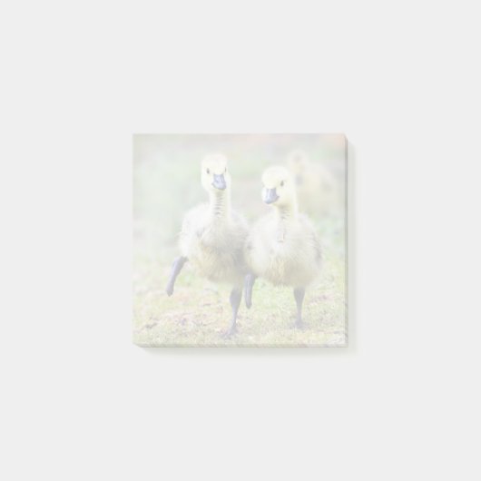 最も可愛い赤ん坊の動物 |カナダのガチョウ ポストイット (正面)