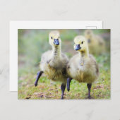 最も可愛い赤ん坊の動物 |カナダのガチョウ ポストカード (正面/裏面)