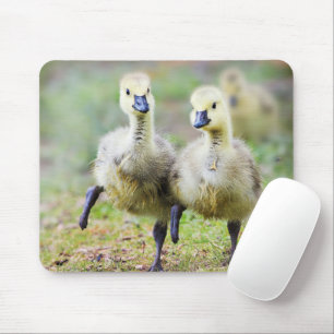最も可愛い赤ん坊の動物  カナダのガチョウ マウスパッド