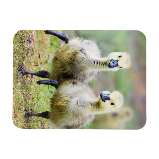 最も可愛い赤ん坊の動物 |カナダのガチョウ マグネット (横)