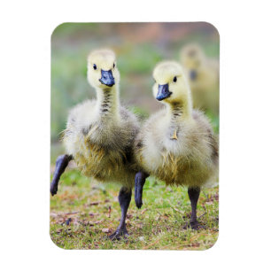 最も可愛い赤ん坊の動物 カナダのガチョウ マグネット