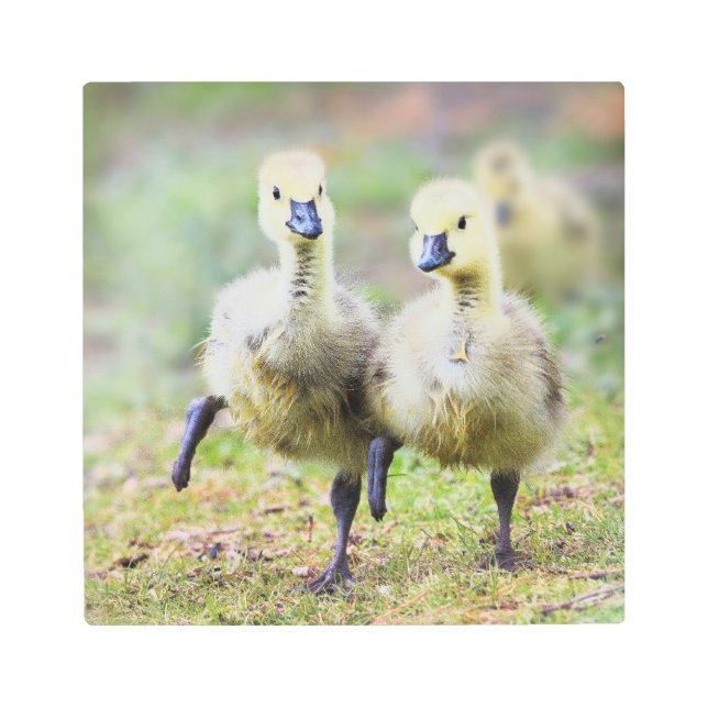 最も可愛い赤ん坊の動物 |カナダのガチョウ メタルプリント (正面)