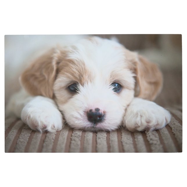 最も可愛い赤ん坊の動物 |カバシオン・パピー メタルプリント (正面)