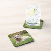 最も可愛い赤ん坊の動物 |カーン・テリア・ドッグ コースター (右側)