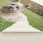 最も可愛い赤ん坊の動物 |カーン・テリア・ドッグ シェルパブランケット (3/4)