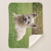 最も可愛い赤ん坊の動物 |カーン・テリア・ドッグ シェルパブランケット (正面)