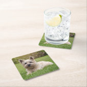 最も可愛い赤ん坊の動物 |カーン・テリア・ドッグ スクエアペーパーコースター (インサイチュ)