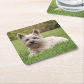 最も可愛い赤ん坊の動物 |カーン・テリア・ドッグ スクエアペーパーコースター (アングル)