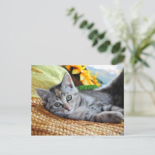 最も可愛い赤ん坊の動物 |キットンラウンジ ポストカード (スタンド正面)