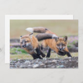 最も可愛い赤ん坊の動物 |キツネパッ遊プ サンキューカード (正面/裏面)