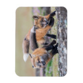 最も可愛い赤ん坊の動物 |キツネパッ遊プ マグネット (縦)
