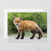 最も可愛い赤ん坊の動物 |クテイキツネ ポストカード (正面/裏面)