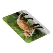 最も可愛い赤ん坊の動物 |クテイキツネ マグネット (右側)