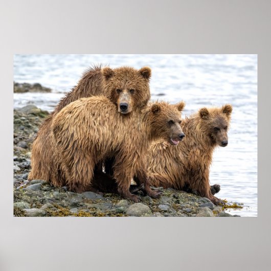 最も可愛い赤ん坊の動物 |クマとカブ ポスター (正面)
