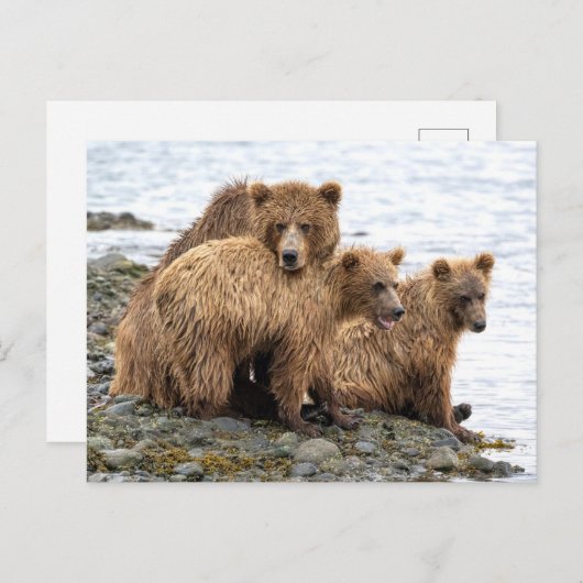 最も可愛い赤ん坊の動物 |クマとカブ ポストカード (正面/裏面)