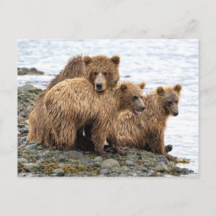 最も可愛い赤ん坊の動物 クマとカブ ポストカード