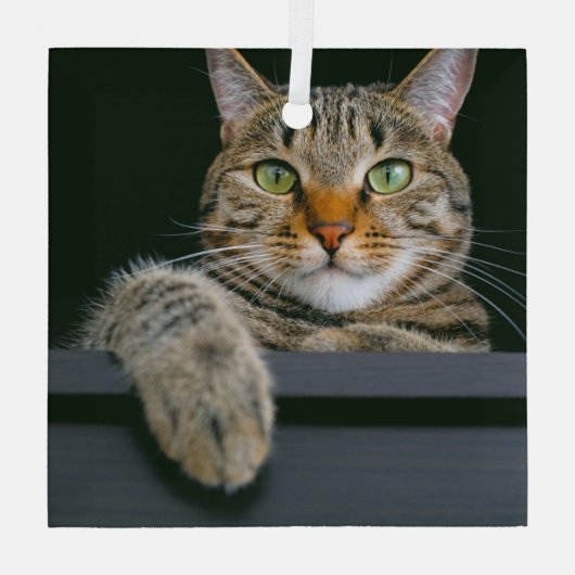 最も可愛い赤ん坊の動物 |グレータブビーキャット顔 ガラスオーナメント (裏面)