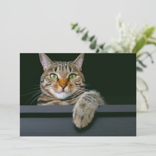 最も可愛い赤ん坊の動物 |グレータブビーキャット顔 サンキューカード (スタンド正面)