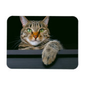 最も可愛い赤ん坊の動物 |グレータブビーキャット顔 マグネット (横)