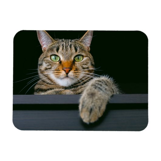 最も可愛い赤ん坊の動物 |グレータブビーキャット顔 マグネット (横)