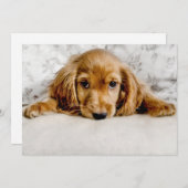 最も可愛い赤ん坊の動物 |コッカースパニエル犬子犬 サンキューカード (正面/裏面)