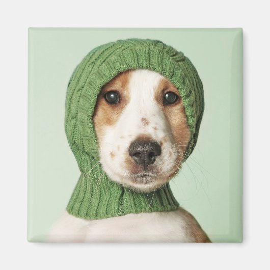 最も可愛い赤ん坊の動物 |コッカースパニエル犬子犬 マグネット (正面)