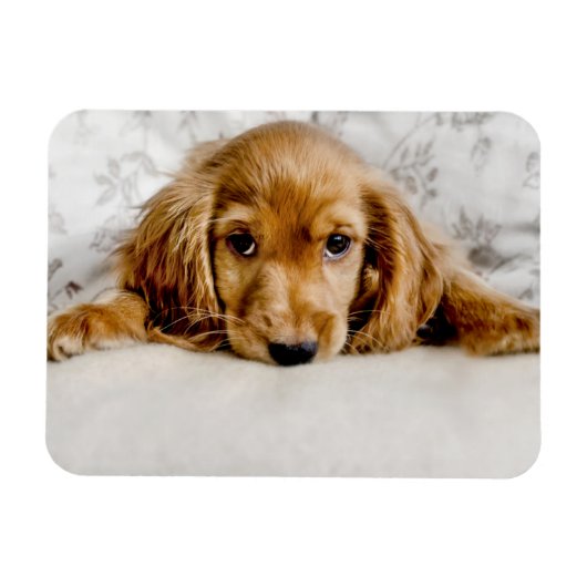 最も可愛い赤ん坊の動物 |コッカースパニエル犬子犬 マグネット (横)