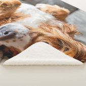 最も可愛い赤ん坊の動物 |コッカースパニエル犬 シェルパブランケット (3/4)