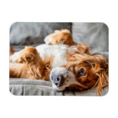 最も可愛い赤ん坊の動物 |コッカースパニエル犬 マグネット (横)