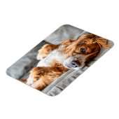 最も可愛い赤ん坊の動物 |コッカースパニエル犬 マグネット (左側)
