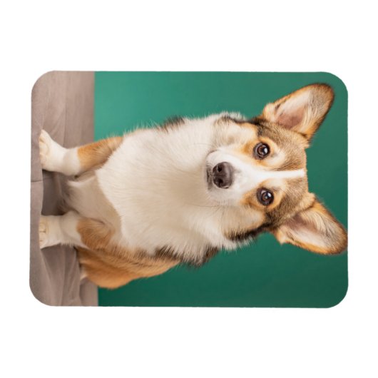 最も可愛い赤ん坊の動物 |コルギオンティール(緑がかった色) マグネット (横)