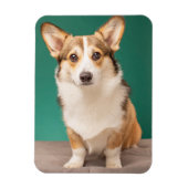 最も可愛い赤ん坊の動物 |コルギオンティール（緑がかった色） マグネット (縦)