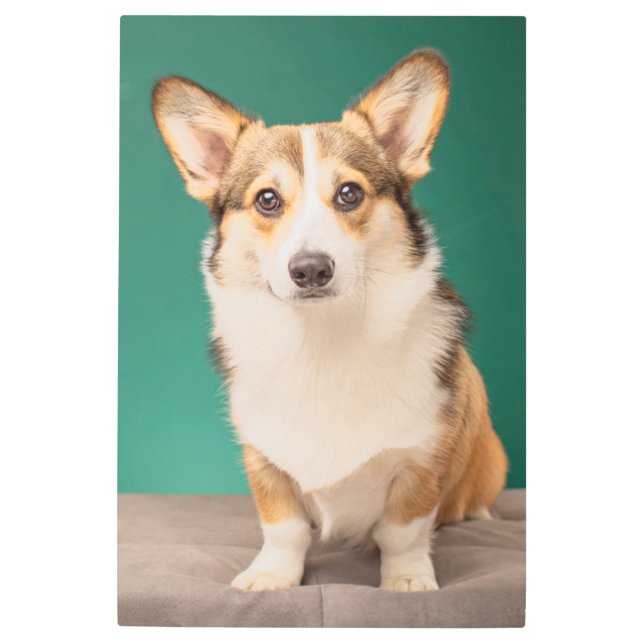 最も可愛い赤ん坊の動物 |コルギオンティール（緑がかった色） メタルプリント (正面)