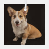 最も可愛い赤ん坊の動物 |コルギポートレートオンブラック ガラスオーナメント (裏面)