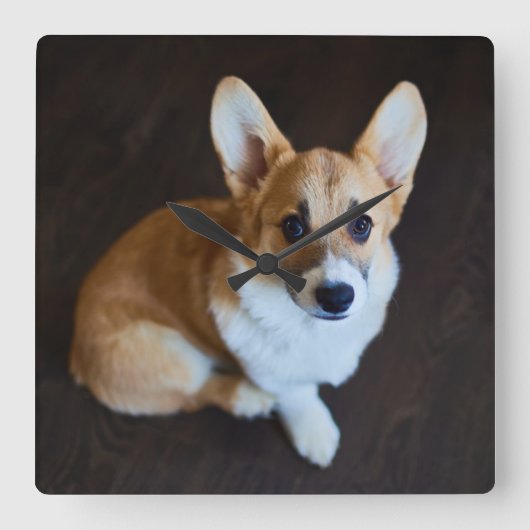 最も可愛い赤ん坊の動物 |コルギ調べる スクエア壁時計 (正面)
