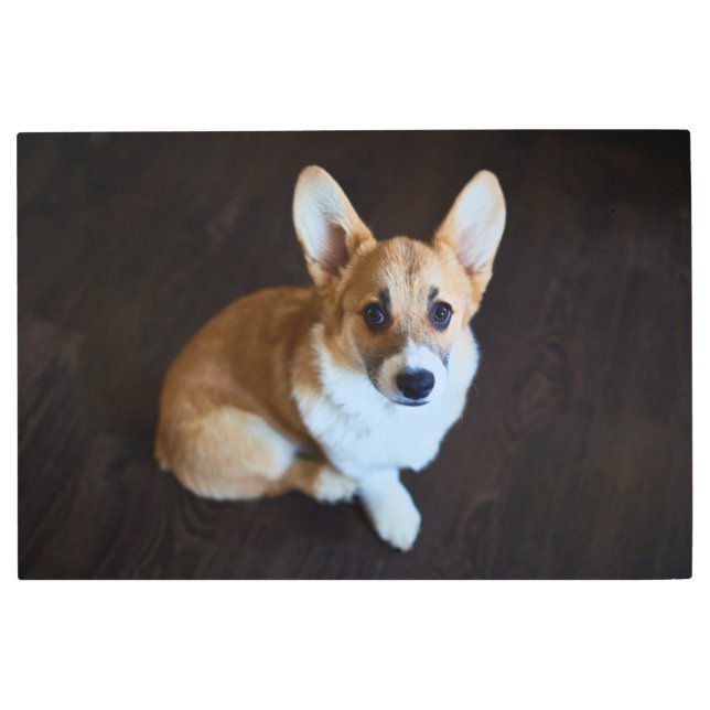 最も可愛い赤ん坊の動物 |コルギ調べる メタルプリント (正面)