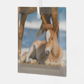 最も可愛い赤ん坊の動物 |コロ生まれたばかりのラの野生の馬 ガラスオーナメント (正面左)