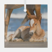 最も可愛い赤ん坊の動物 |コロ生まれたばかりのラの野生の馬 ガラスオーナメント (正面)