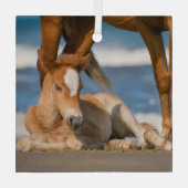 最も可愛い赤ん坊の動物 |コロ生まれたばかりのラの野生の馬 ガラスオーナメント (裏面)