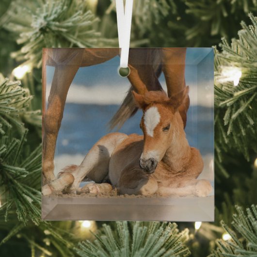 最も可愛い赤ん坊の動物 |コロ生まれたばかりのラの野生の馬 ガラスオーナメント (インサイチュ)