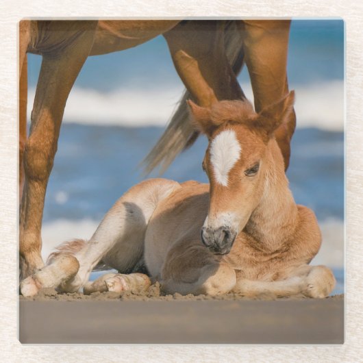 最も可愛い赤ん坊の動物 |コロ生まれたばかりのラの野生の馬 ガラスコースター (正面)