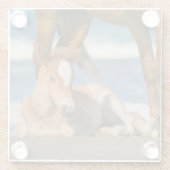 最も可愛い赤ん坊の動物 |コロ生まれたばかりのラの野生の馬 ガラスコースター (裏面)