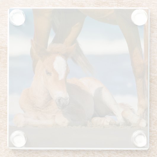 最も可愛い赤ん坊の動物 |コロ生まれたばかりのラの野生の馬 ガラスコースター (裏面)